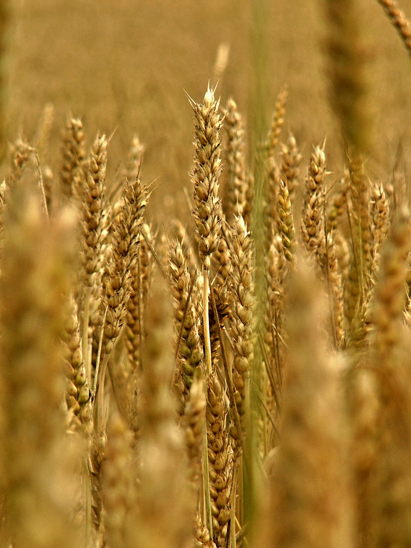 field corn wheat free photo