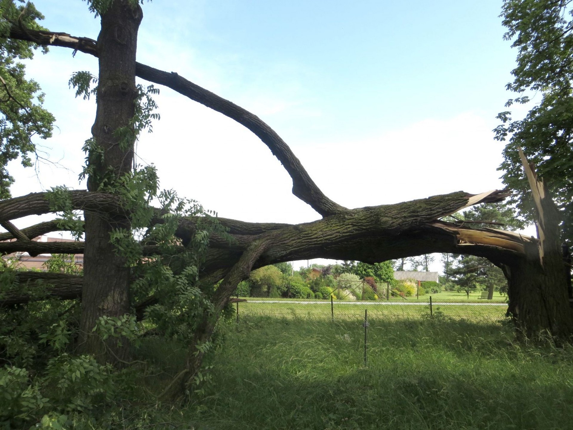 tree broken broken tree free photo