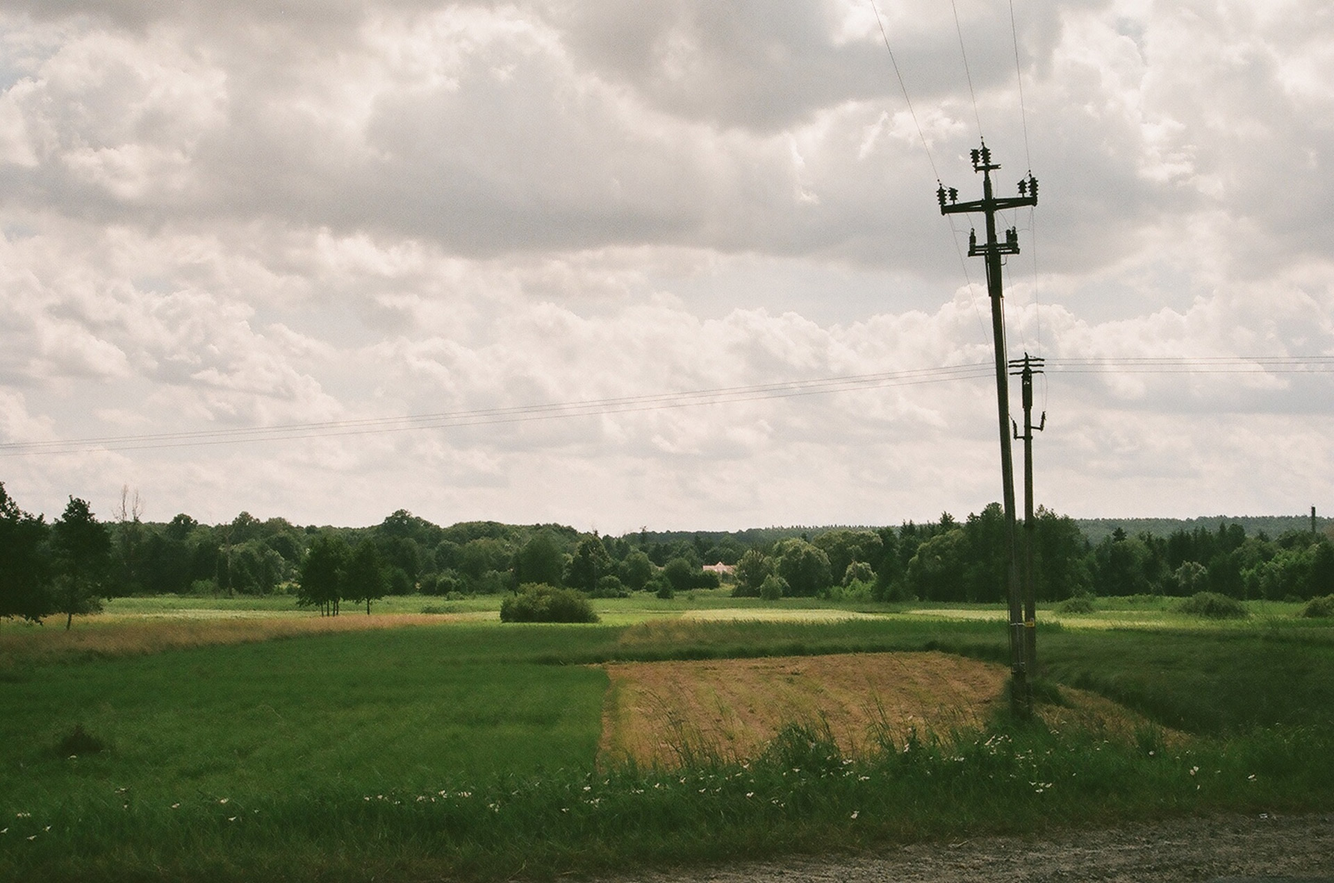 july corn field free photo