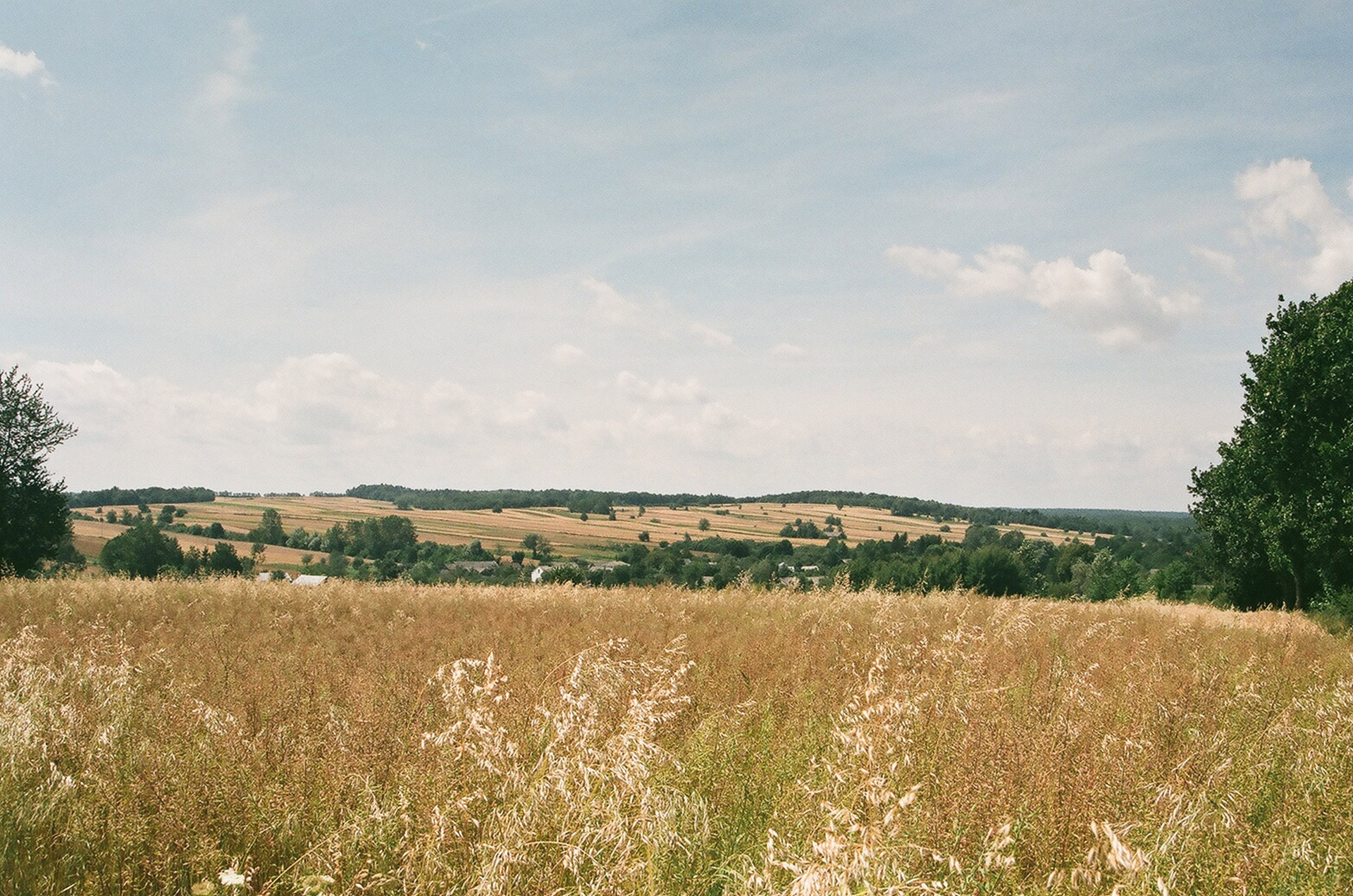 july corn field free photo