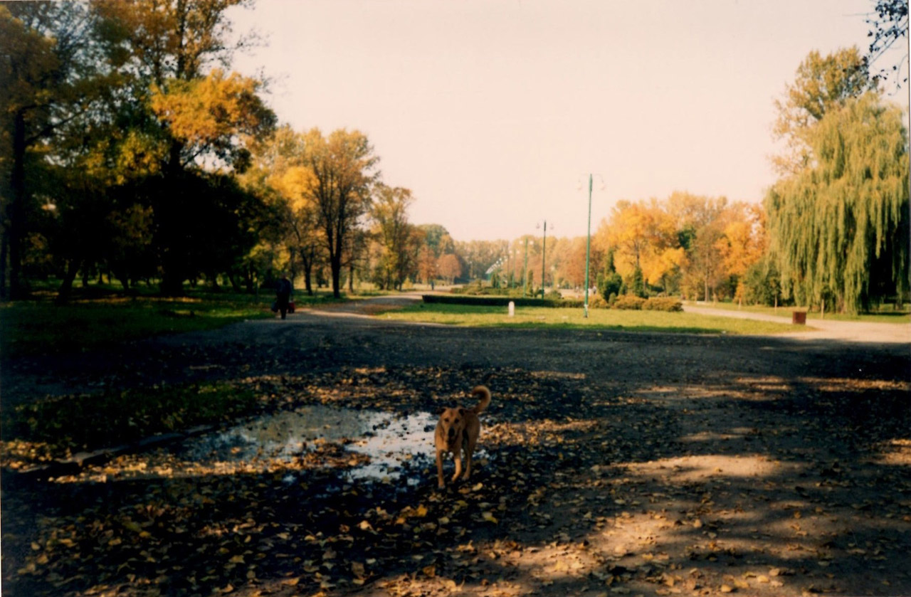 autumn dog golden dog and gold autumn free photo