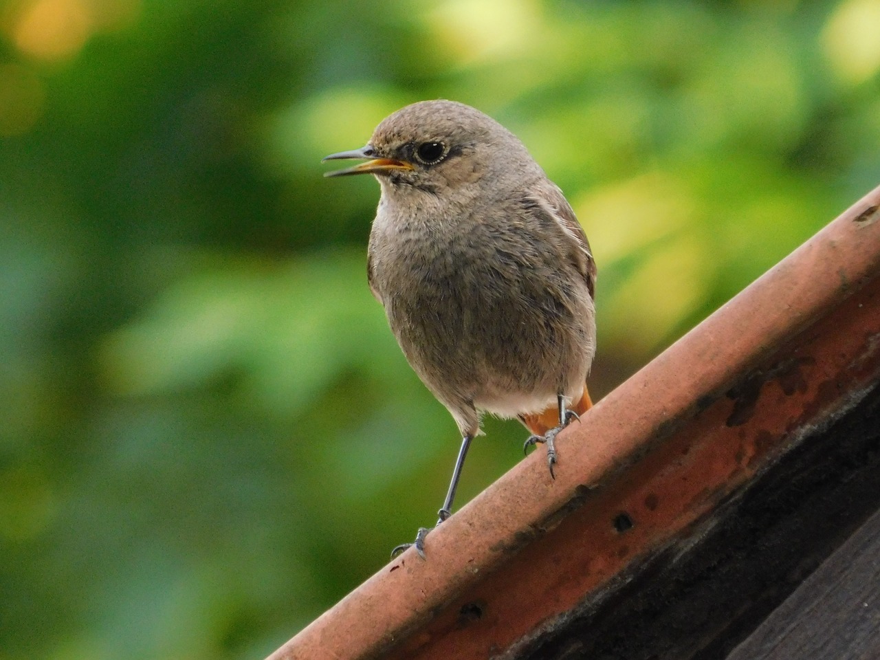 žltochvost house  phoenicurus ochruros  bird free photo