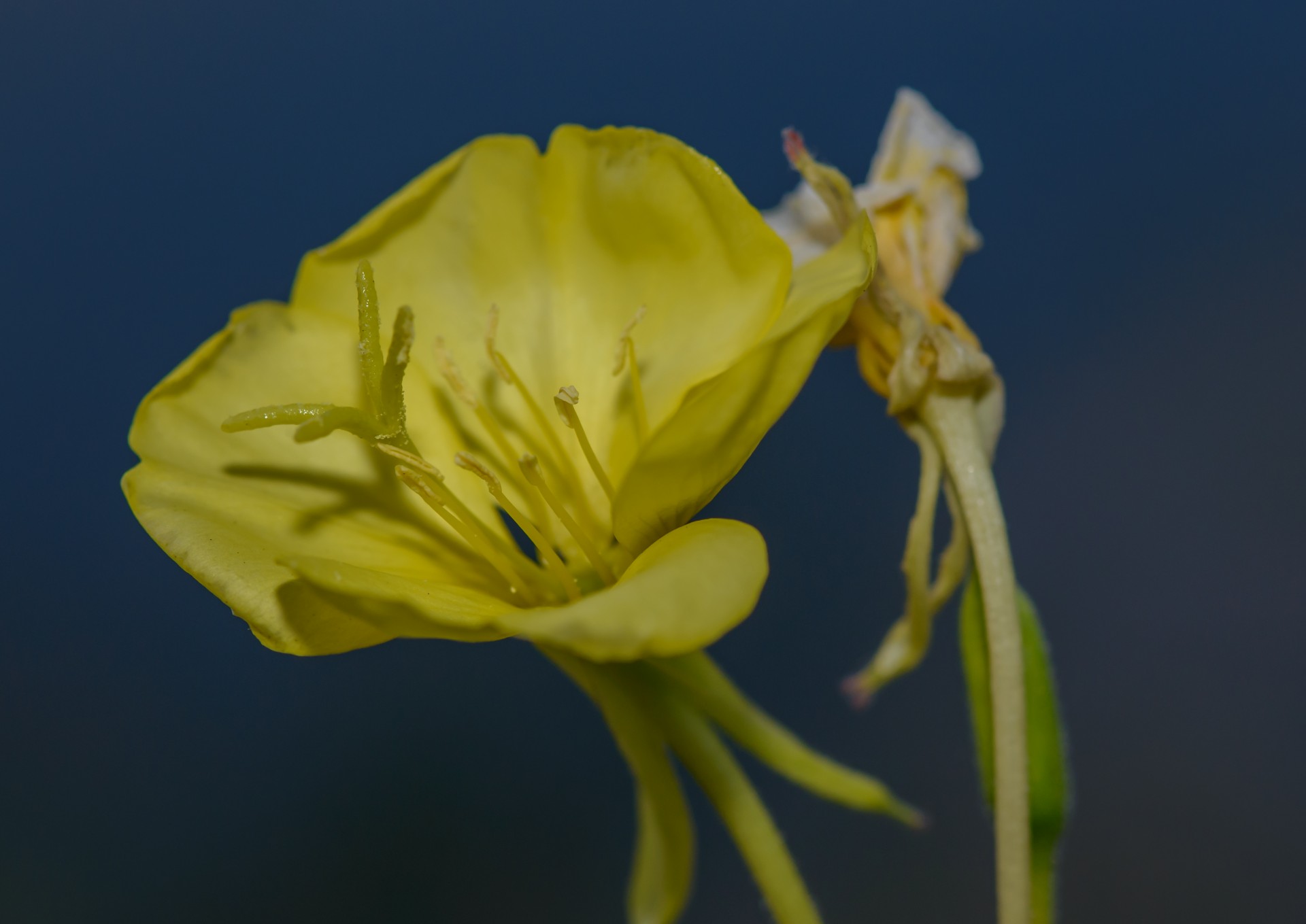 flower macro nature free photo