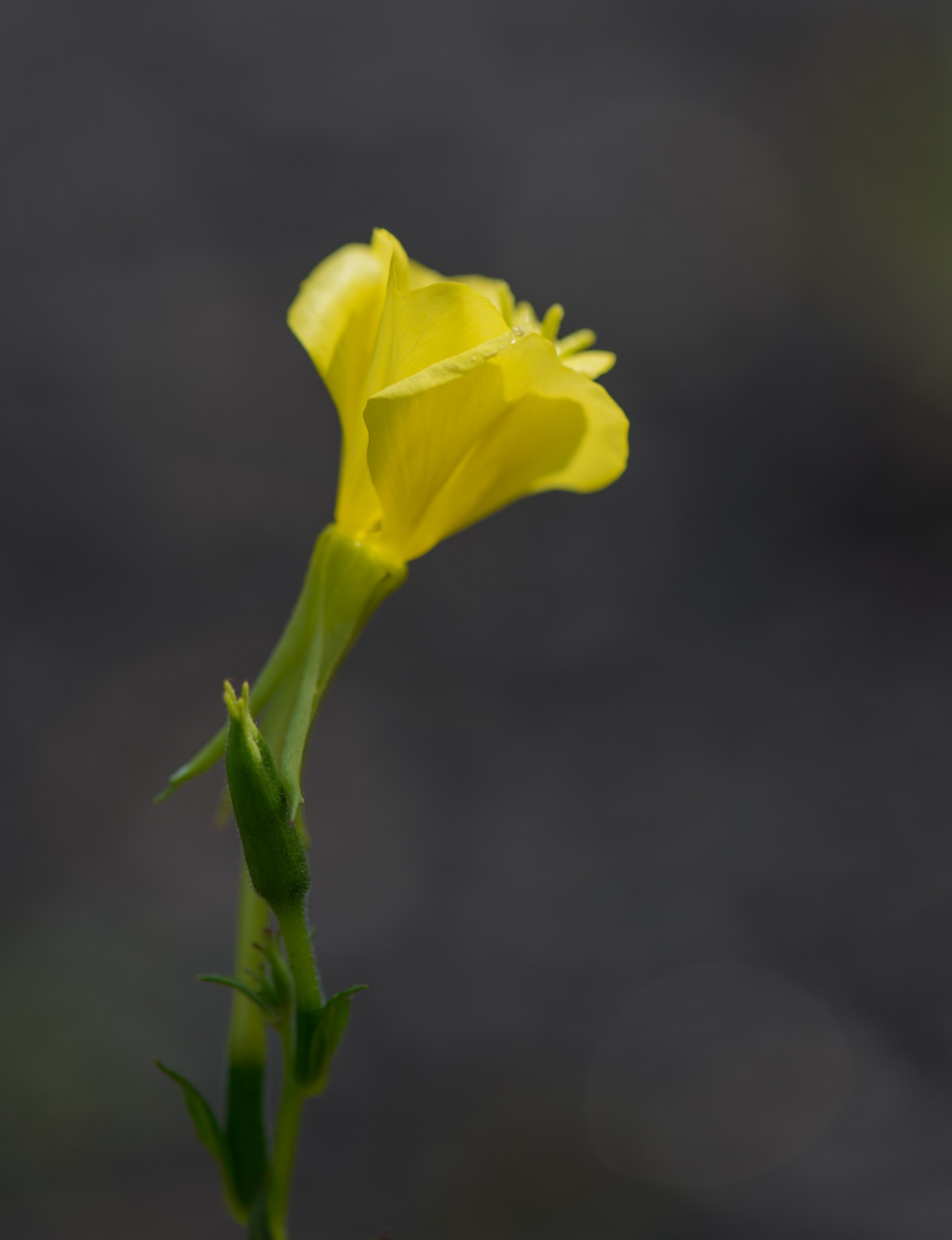 flower macro nature free photo