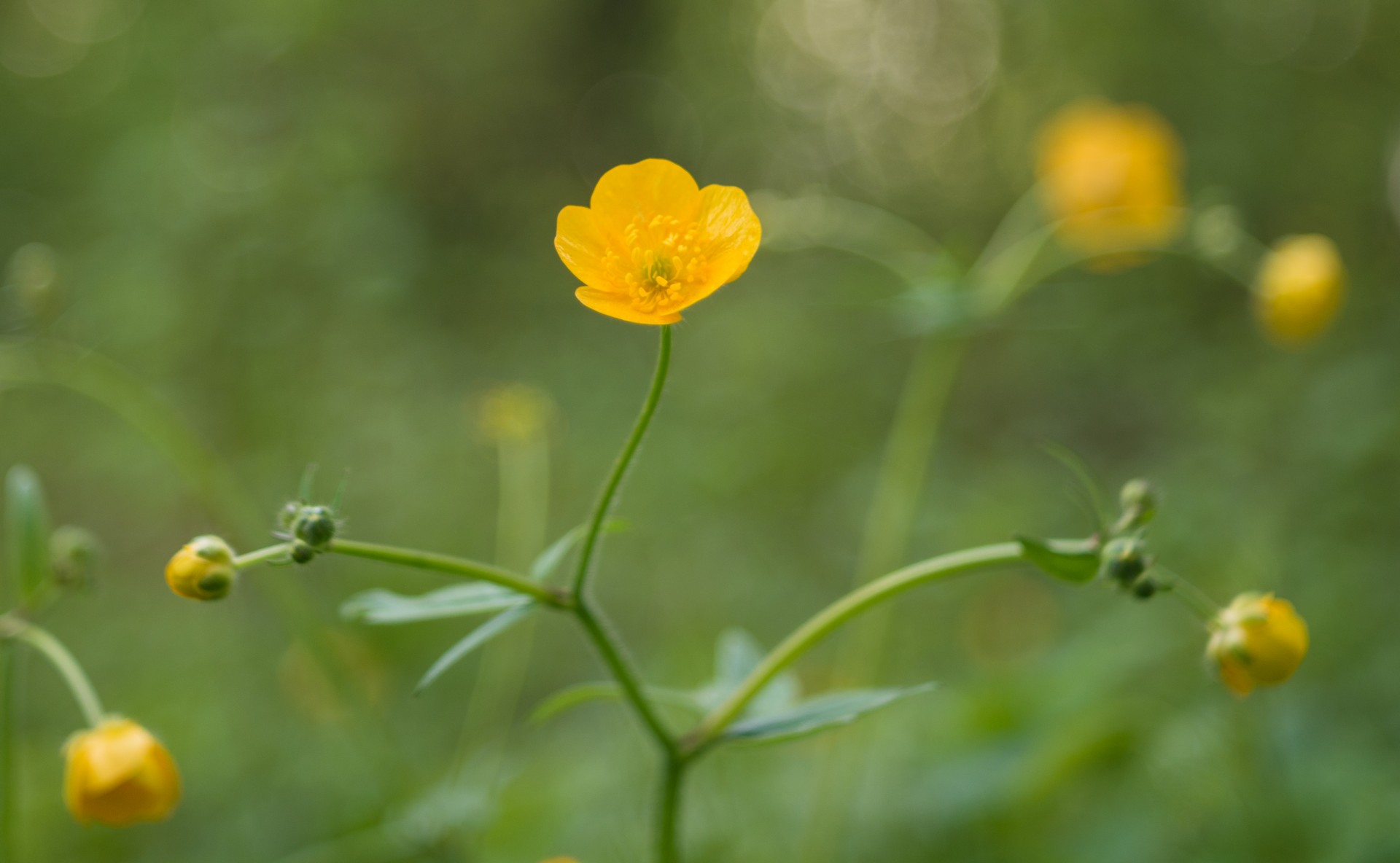 spring flowers leaves free photo