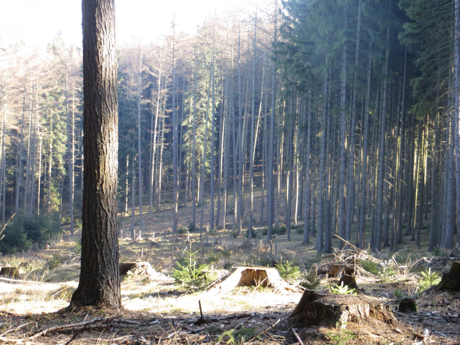 forest felling stump free photo