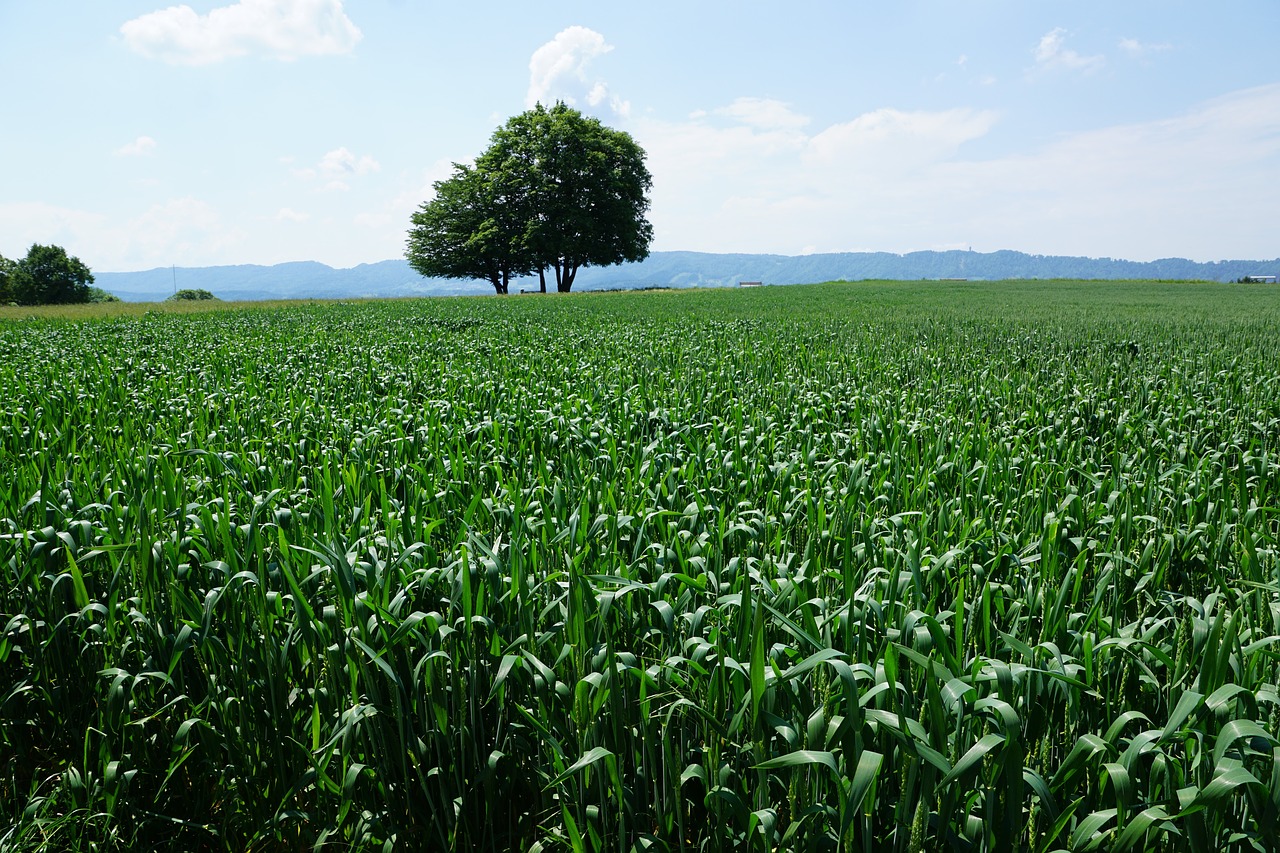 zollikon landscape nature free photo