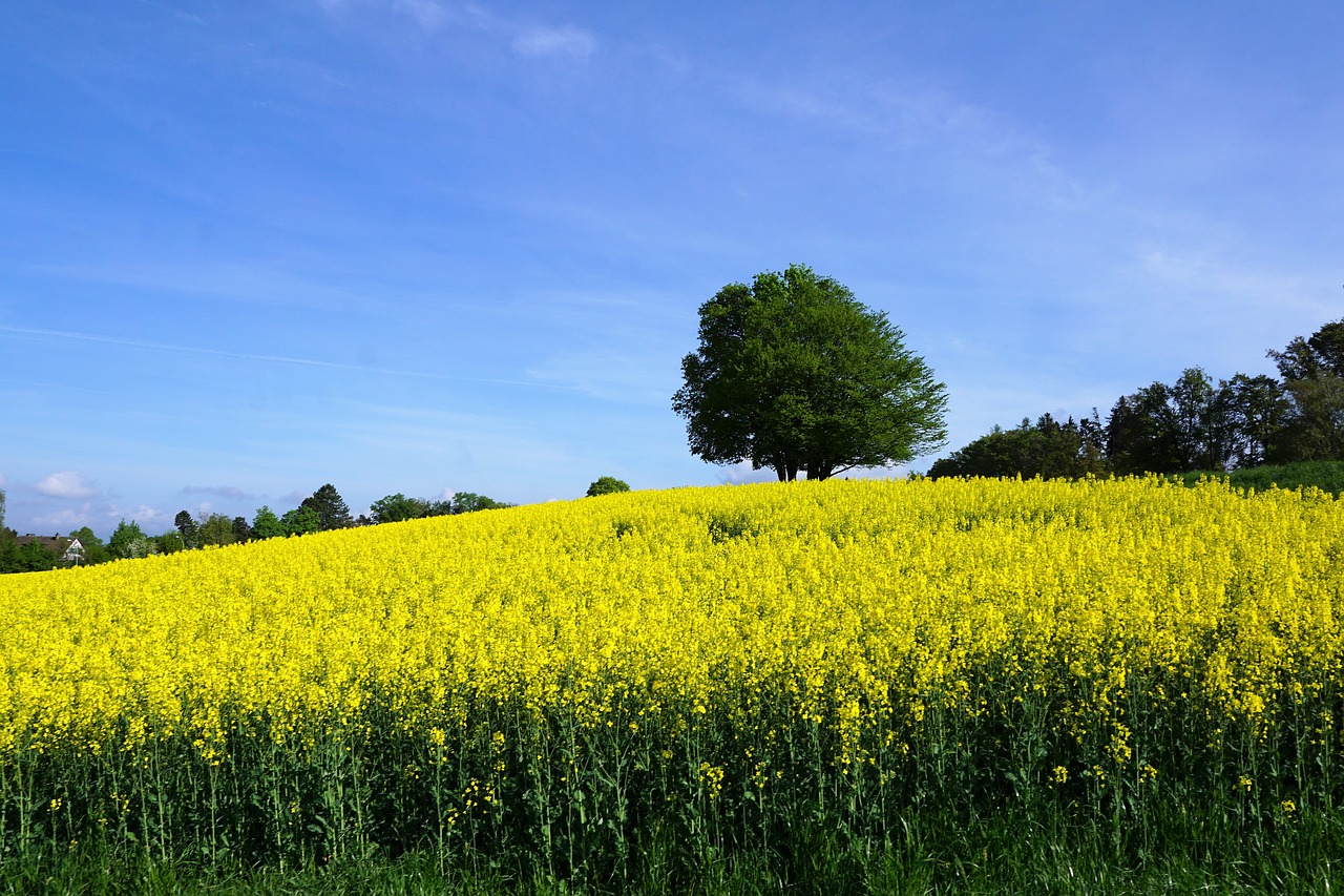 zollikon  field  oilseed rape free photo