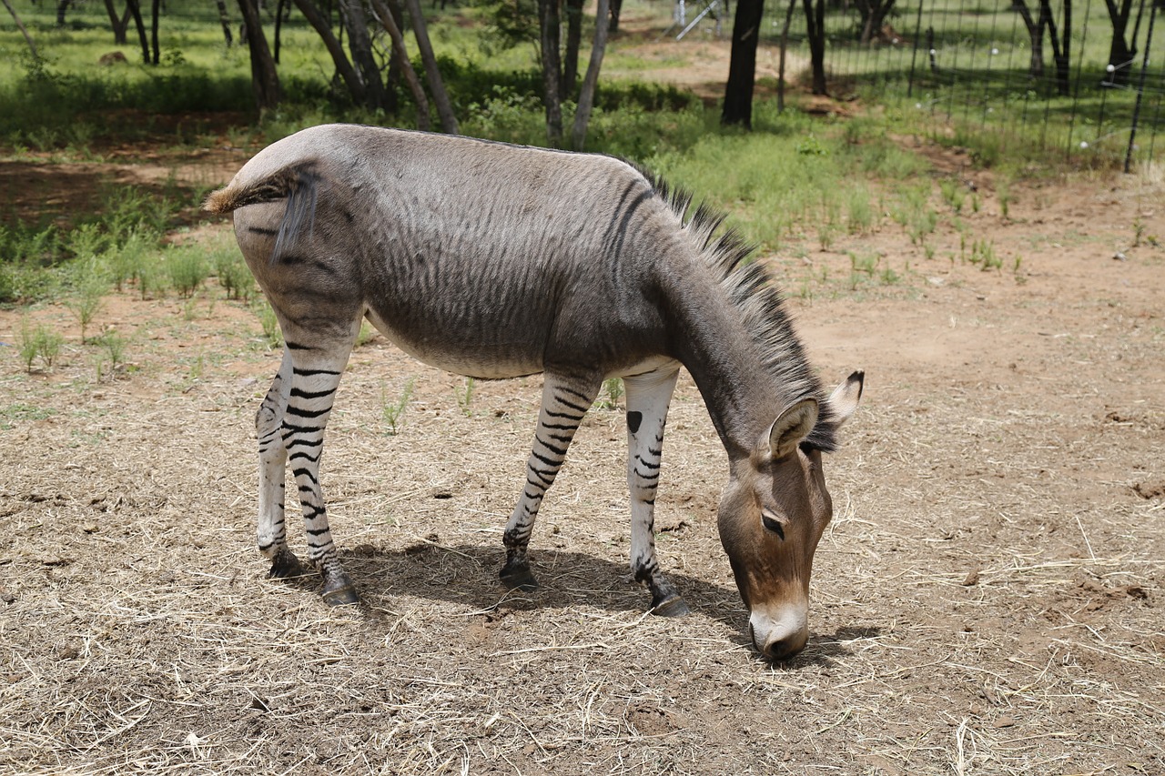 zonkey zebra donkey free photo