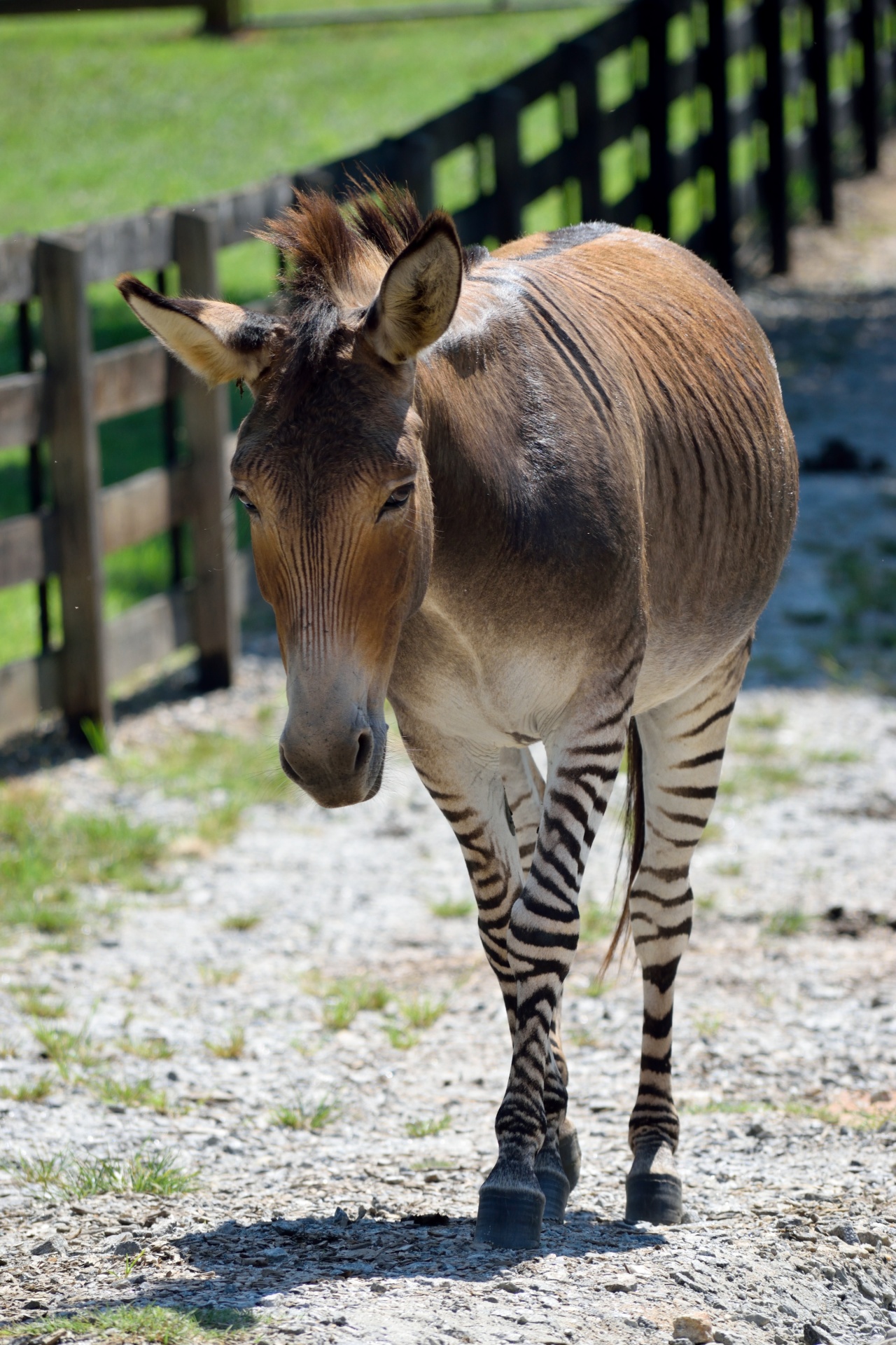 zonkey animal mammal free photo