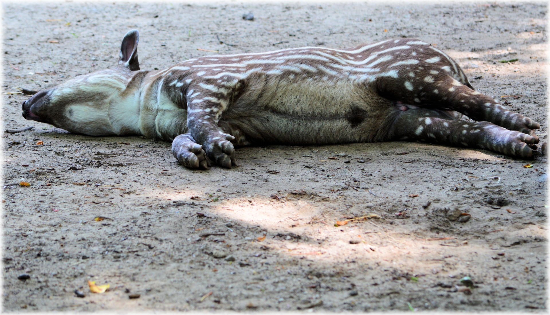 tapir artis animal free photo