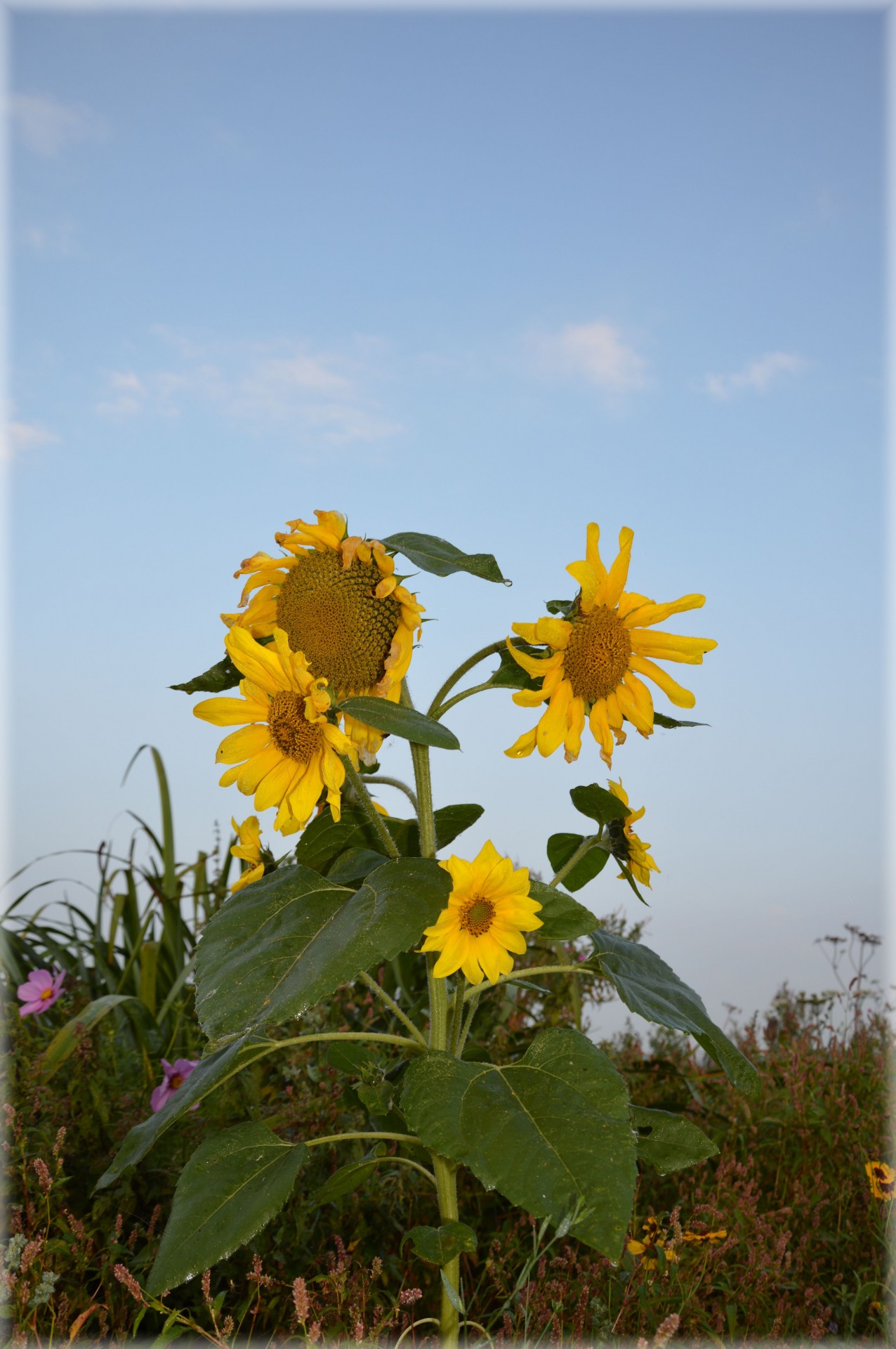 flowers plants nature free photo