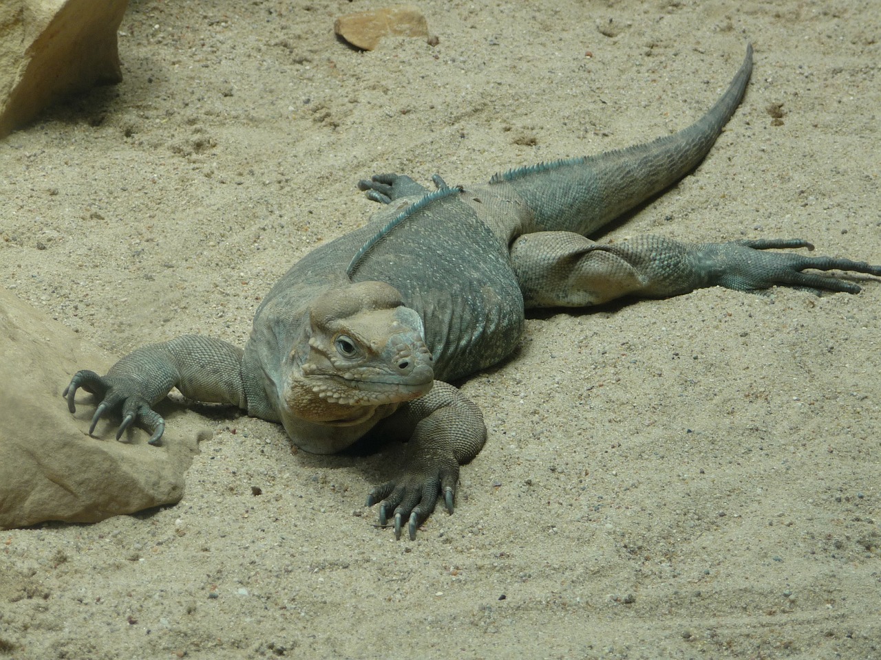 zoo iguana reptile free photo