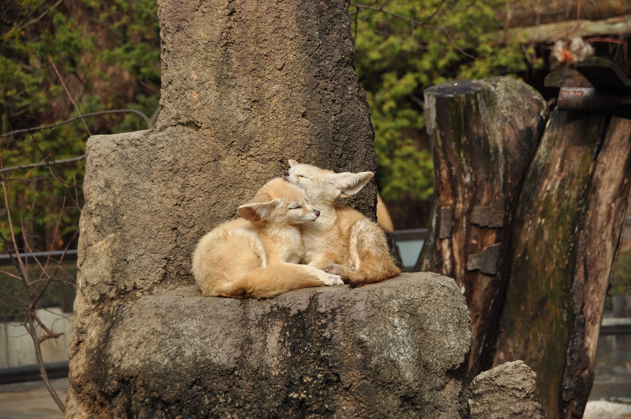 zoo fennec fox autumn free photo