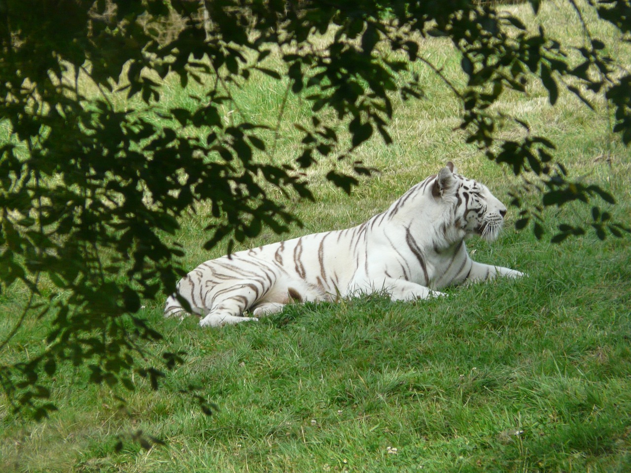 zoo white tiger animal free photo