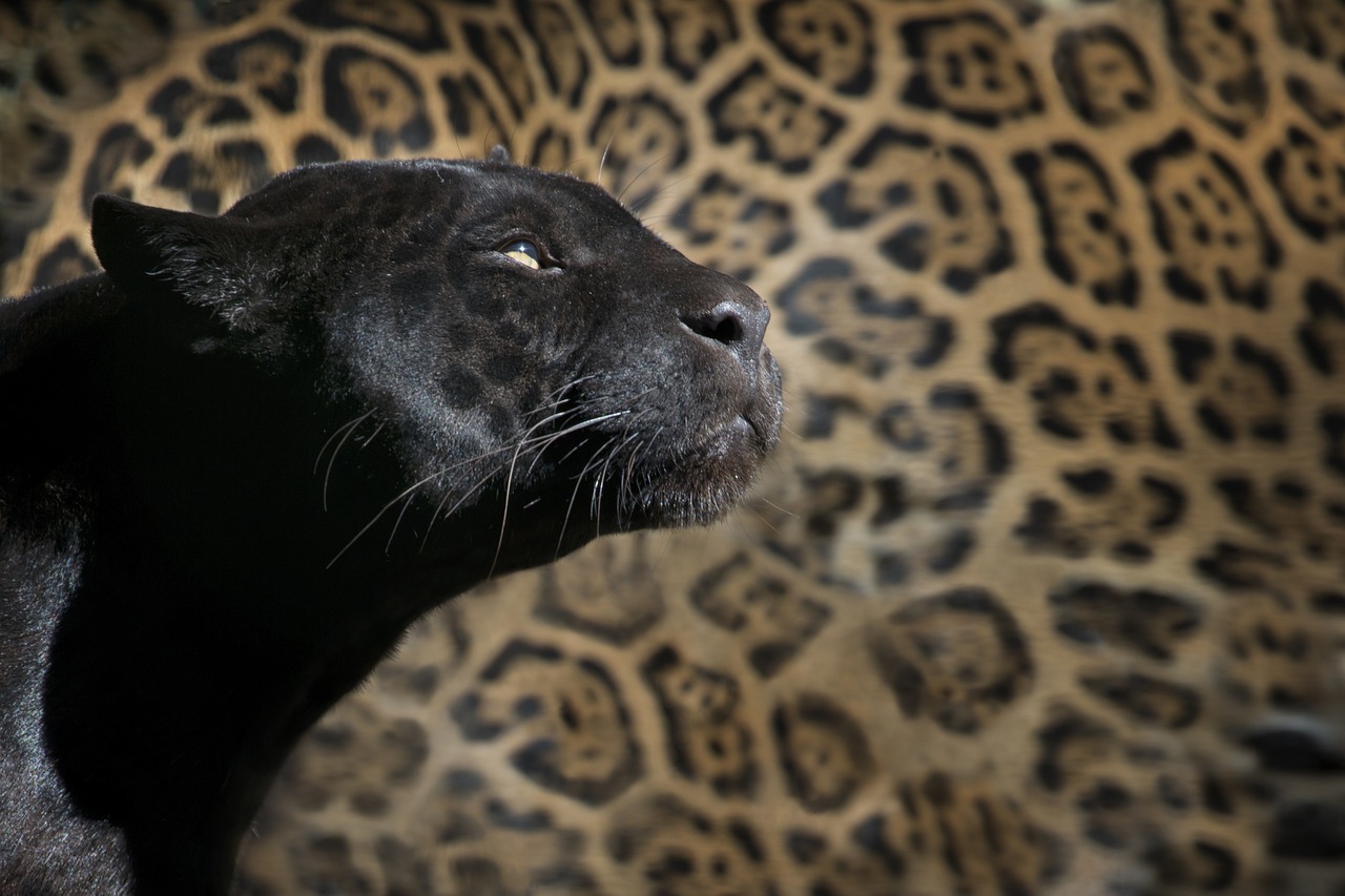 leopard black panther zoo free photo