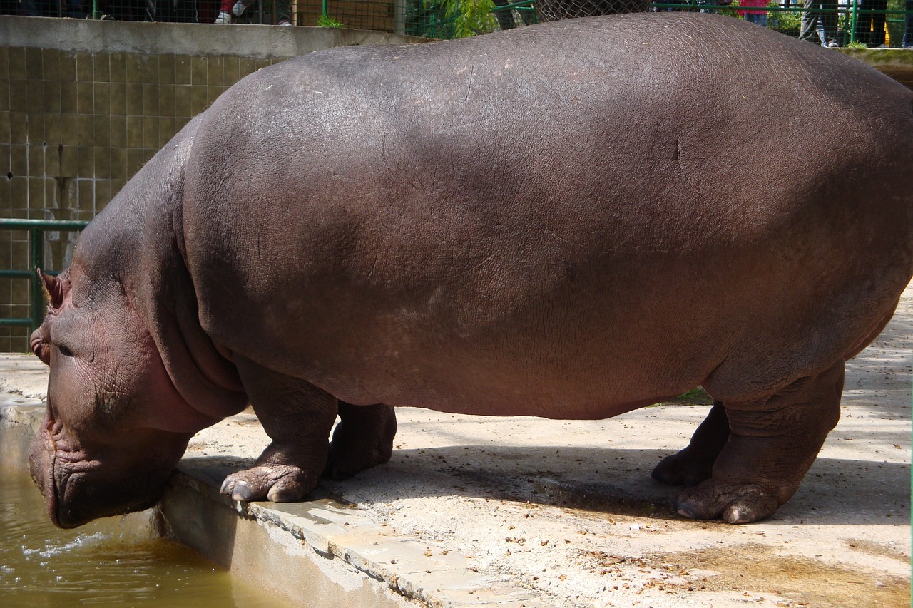 zoo barcelona hippo free photo
