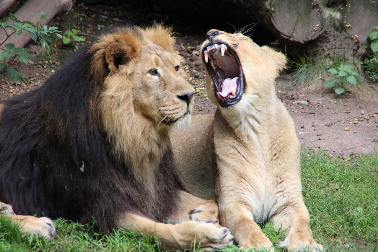 zoo lion predator free photo