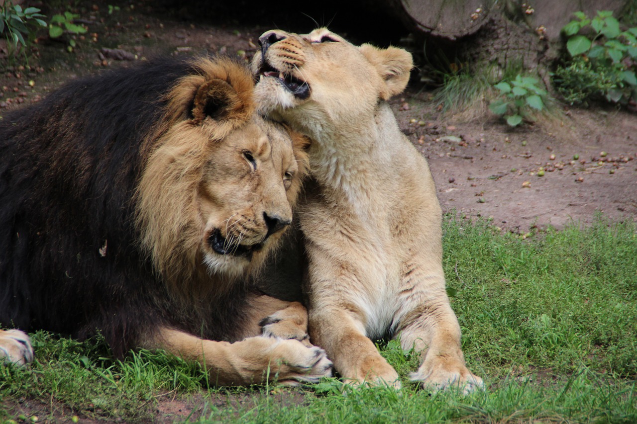 zoo lion predator free photo