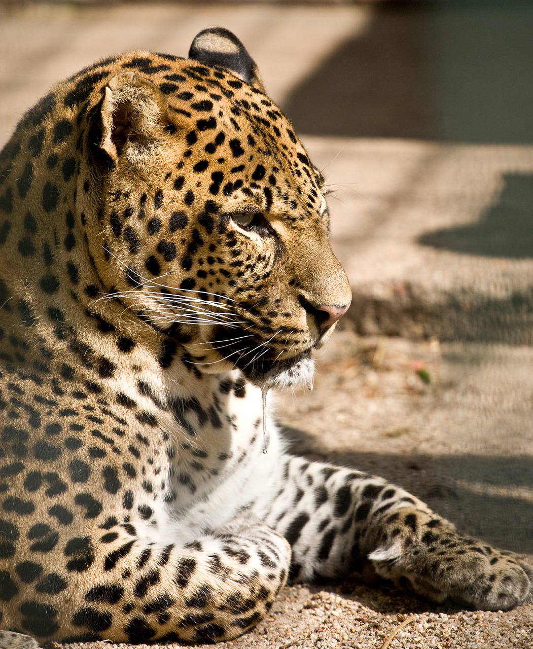 zoo leopard cat free photo