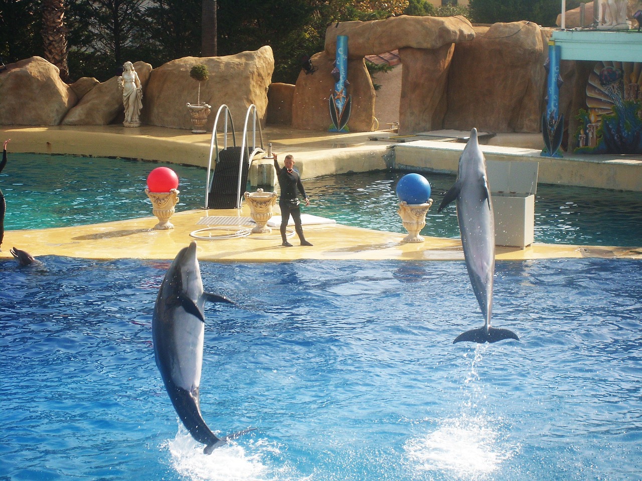 zoo marineland dolphin free photo