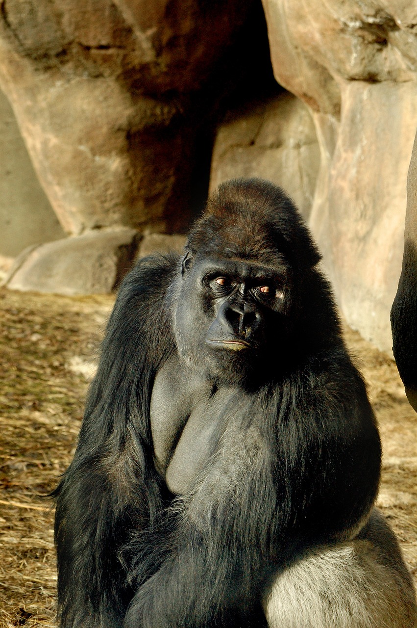 zoo gorilla ape free photo