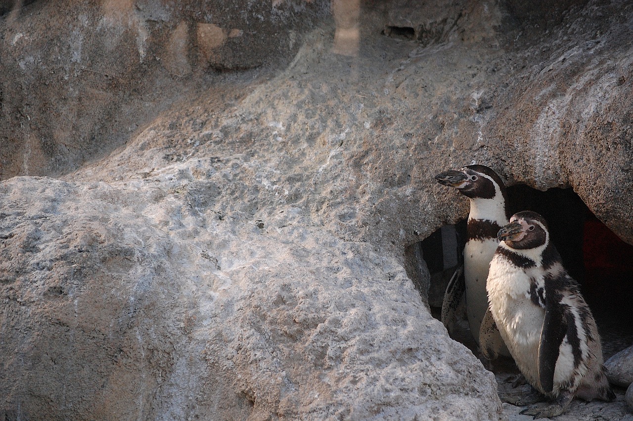 zoo penguin bird free photo