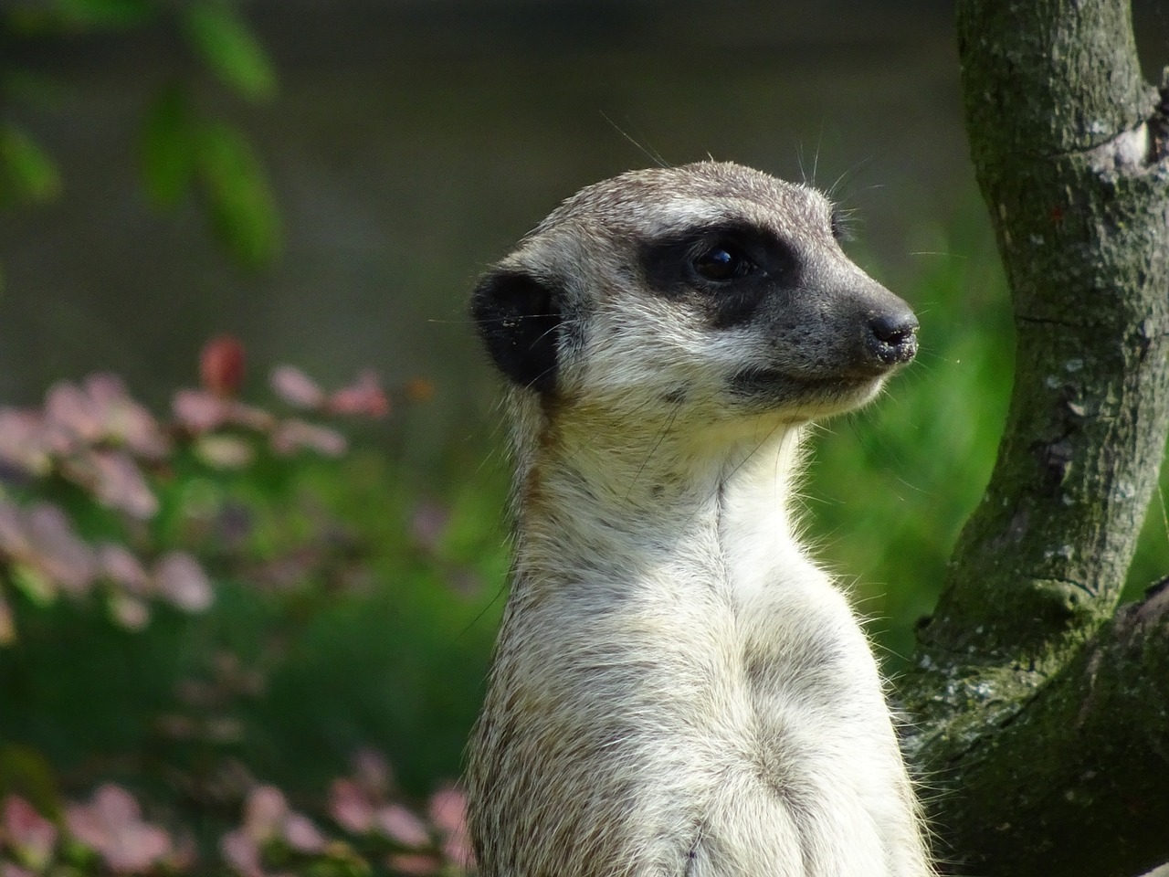 zoo meerkat cute free photo