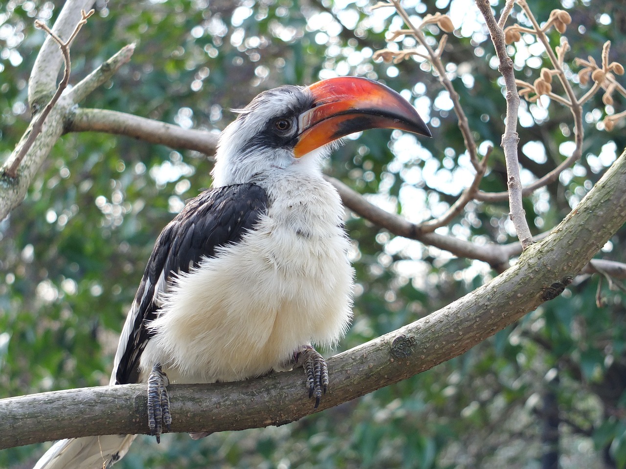 zoo bird nature free photo