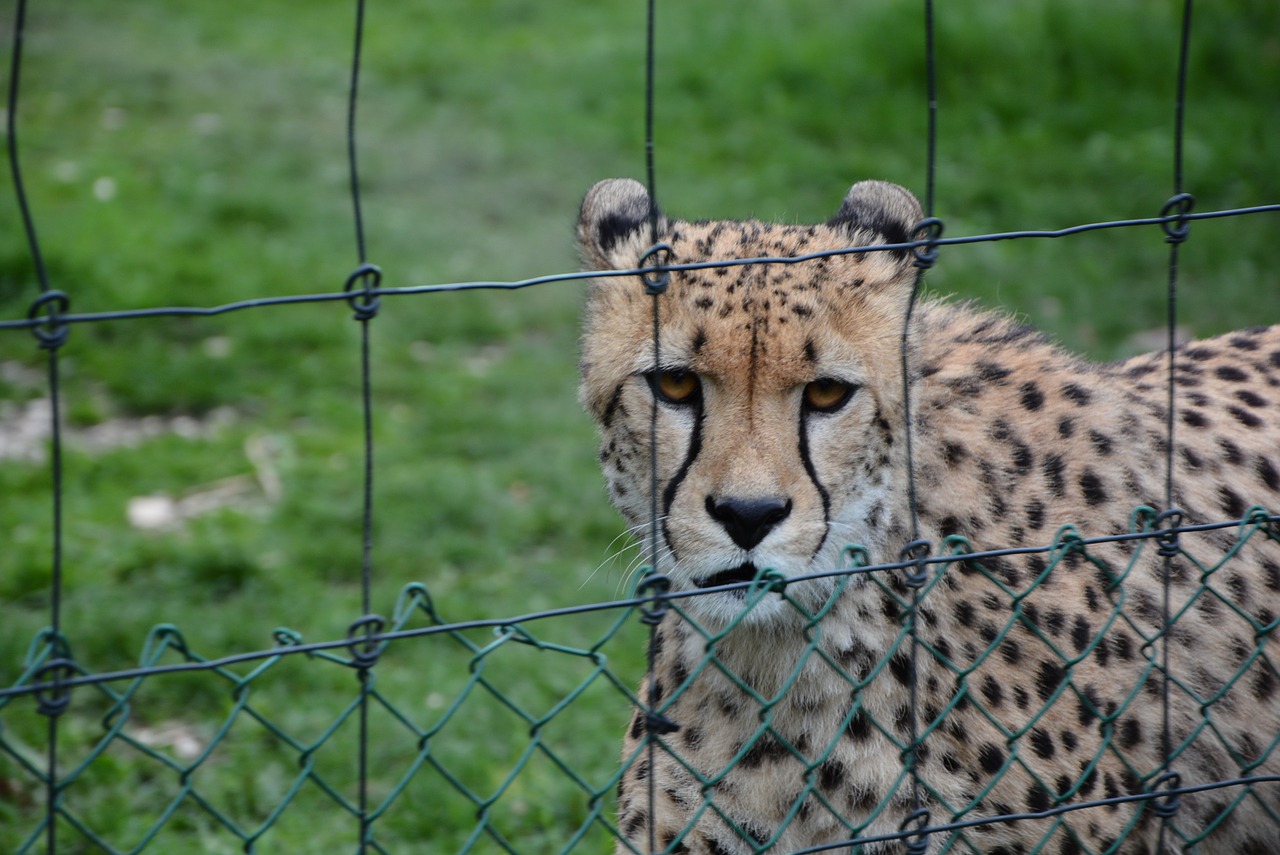 zoo cheetah cat free photo