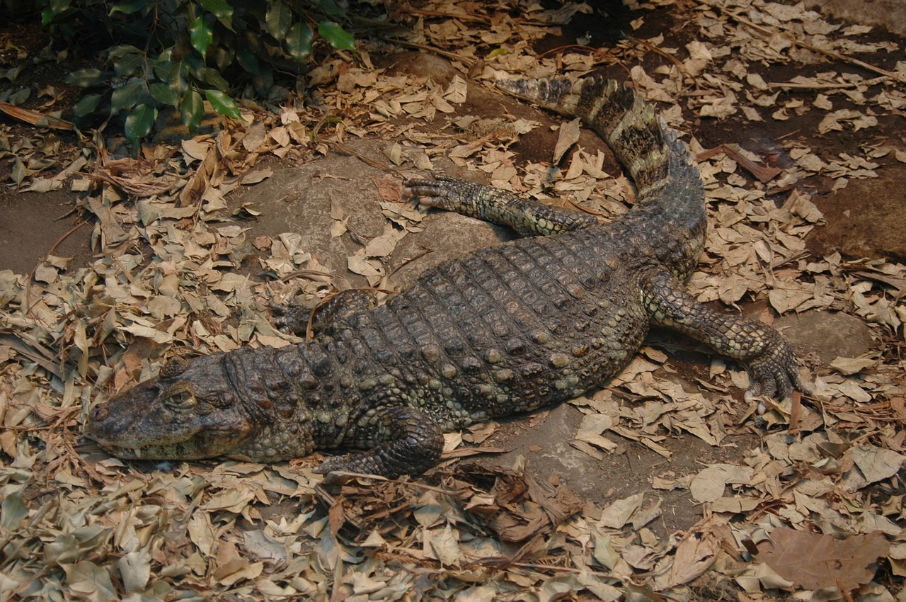 zoo reptile caiman free photo