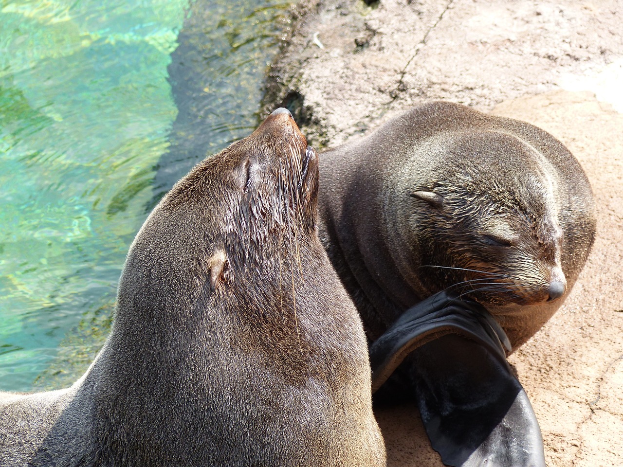 zoo sea lions animals free photo