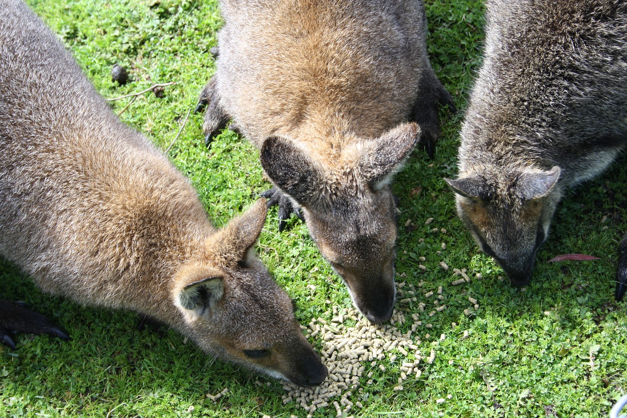 zoo wallaby baby free photo