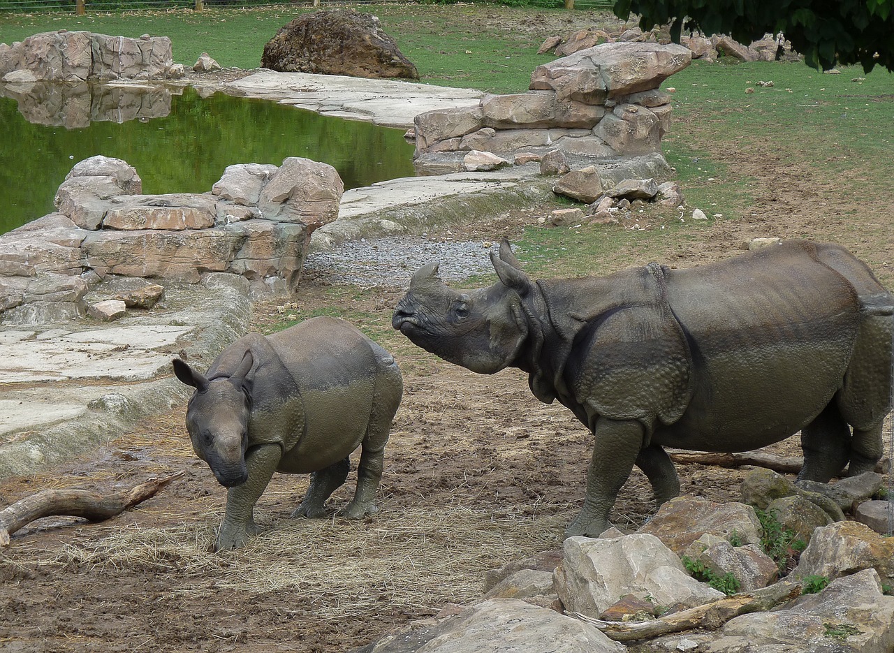 zoo rhinoceros wild animals free photo