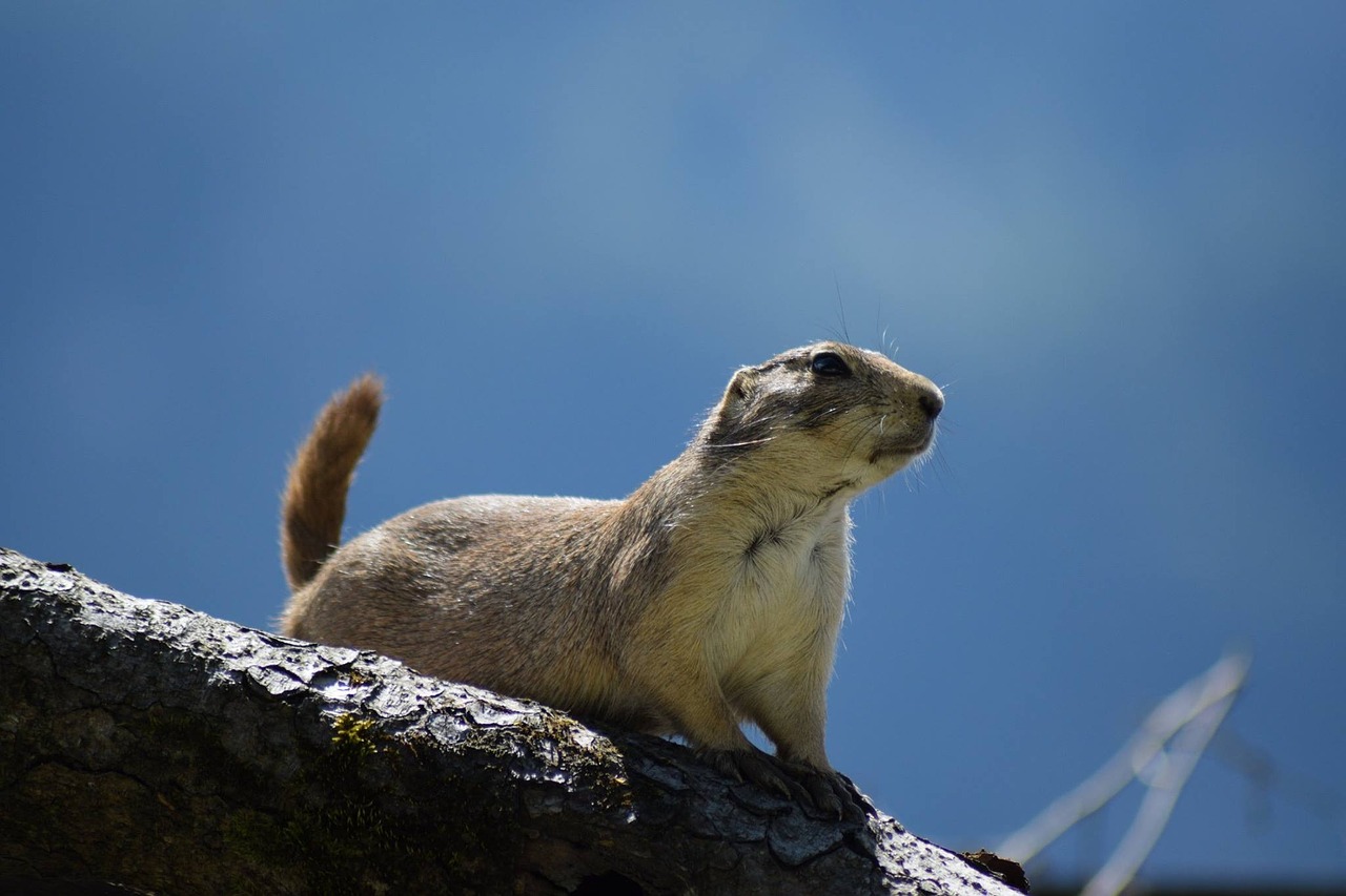 zoo wild wild animals free photo