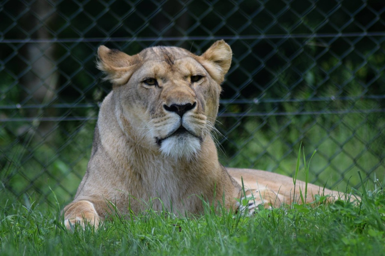 zoo wild wild animals free photo