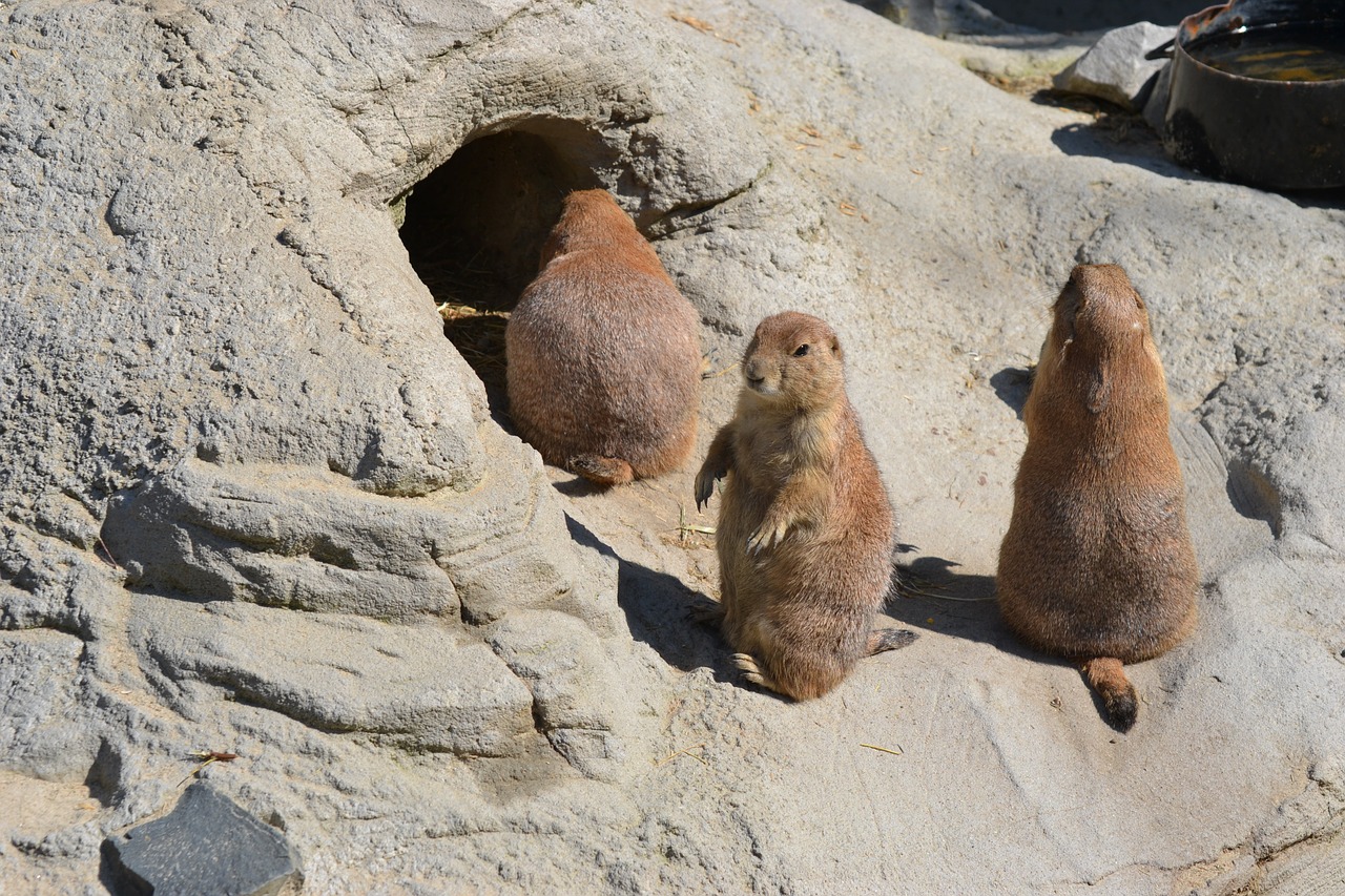 zoo meerkat tiergarten free photo