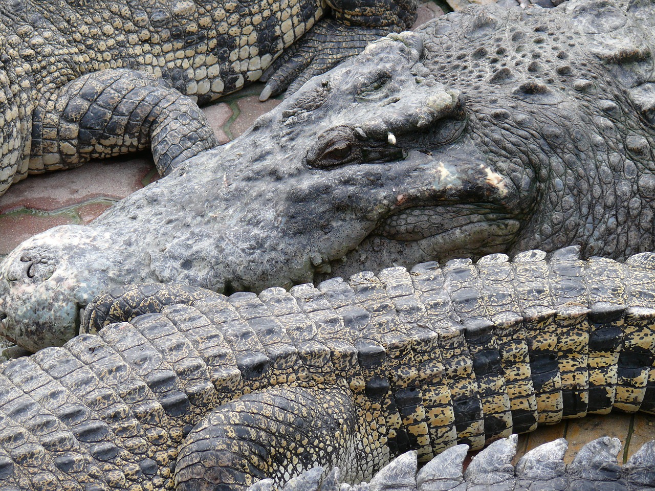 crocodile zoo reptile free photo