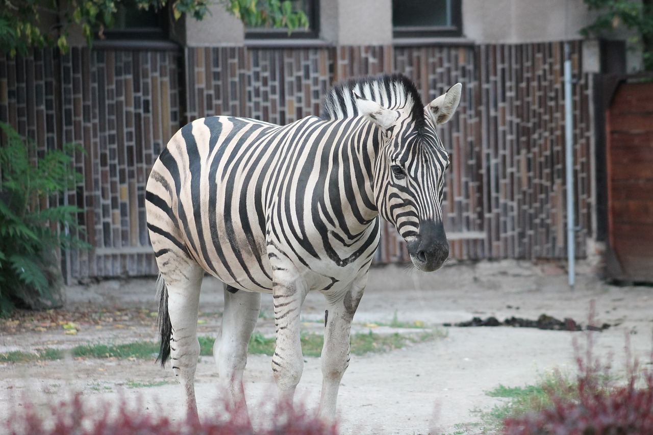 zebra zoo safari free photo