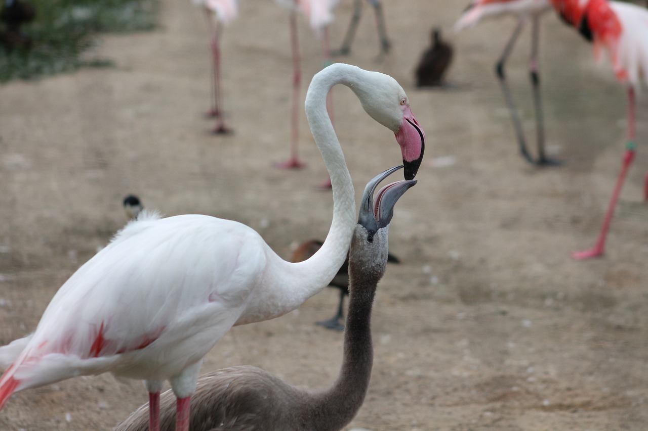 flamingos zoo safari free photo