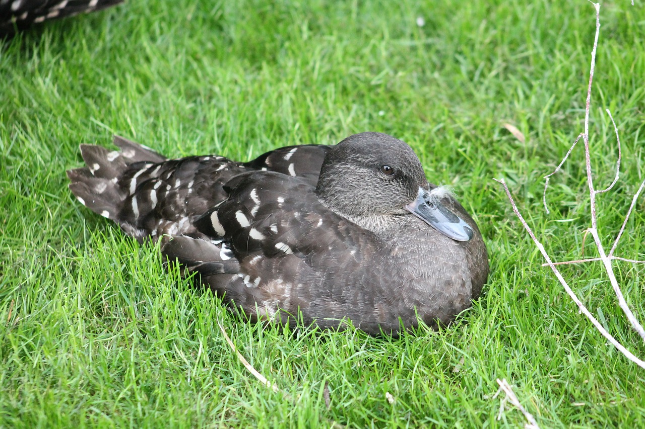 duck zoo safari free photo