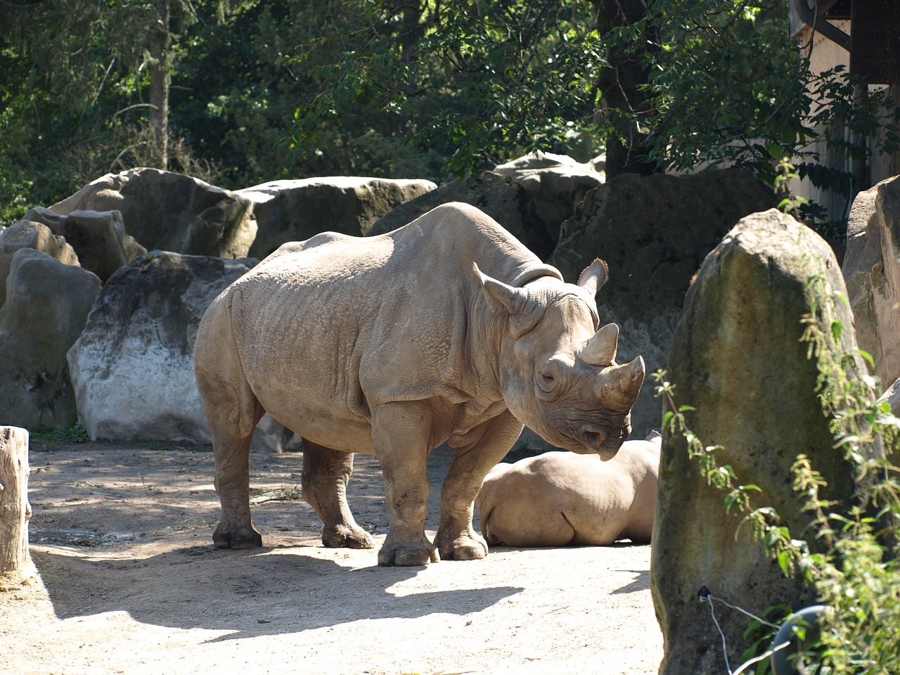 zoo rhino animal free photo