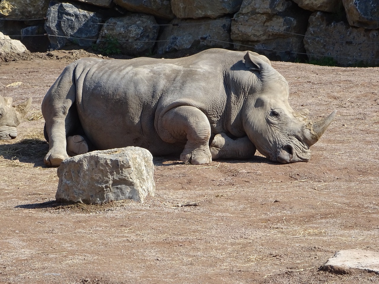 rhino zoo africa free photo