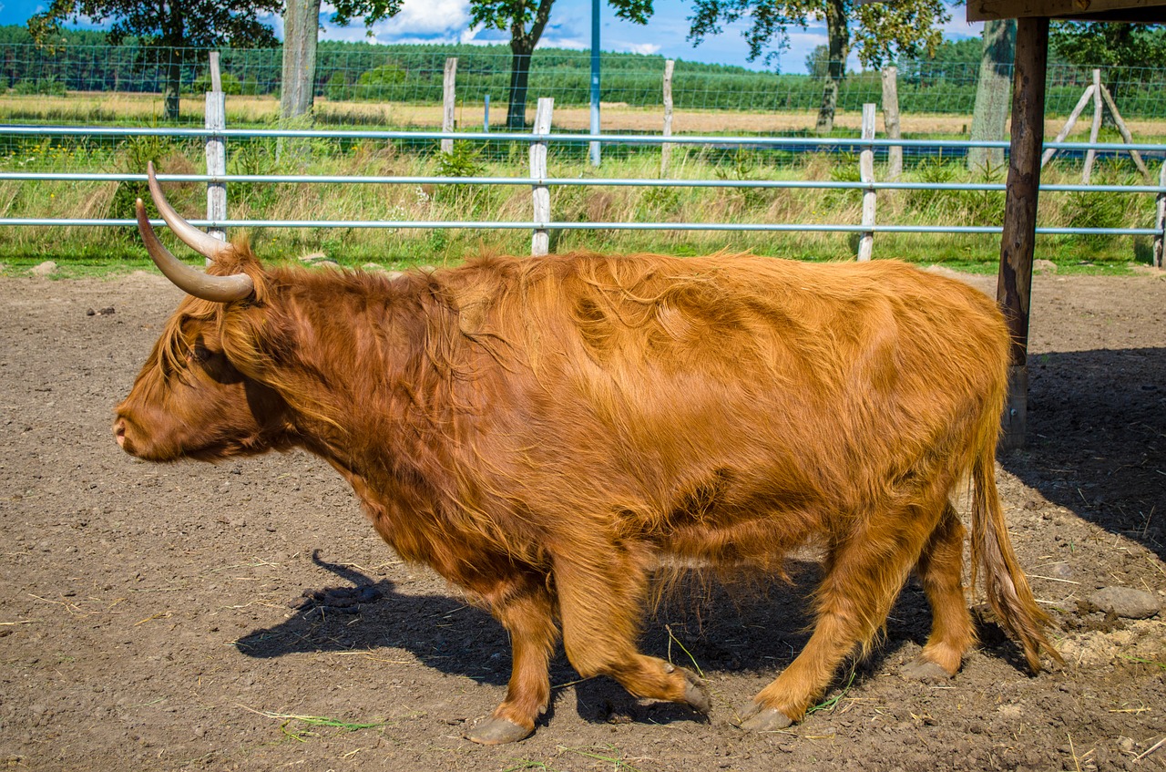 zoo bull cow free photo