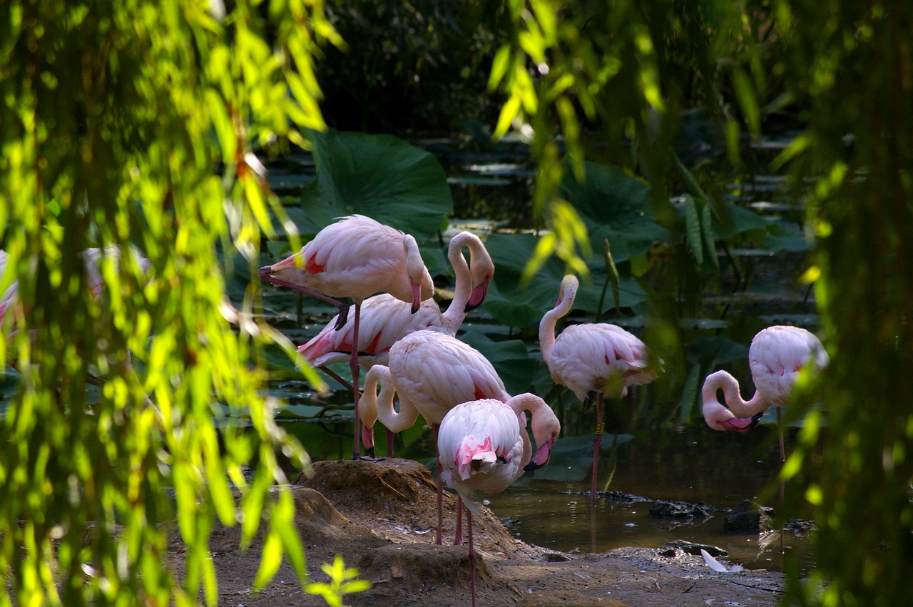 zoo animals pink flamingo free photo