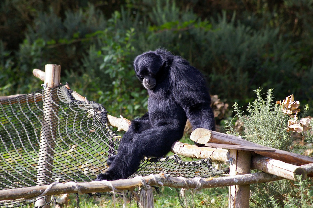 zoo animals monkey free photo