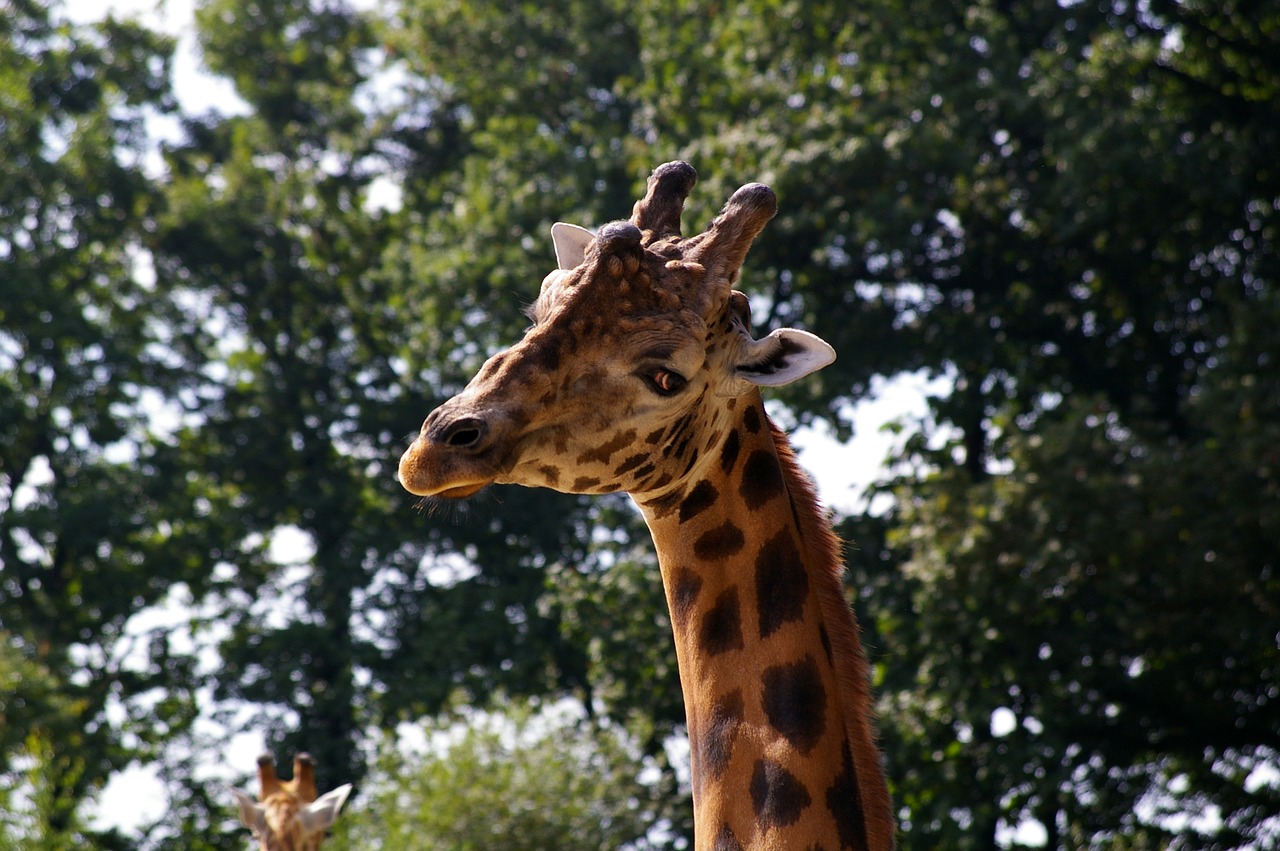 zoo animals giraffe free photo