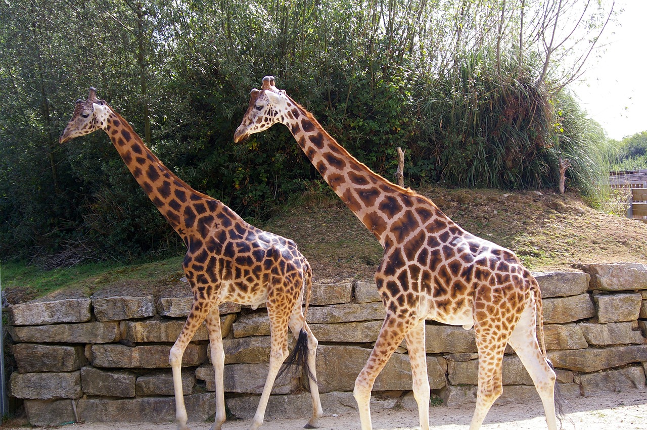 zoo animals giraffe free photo