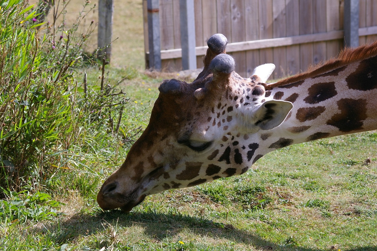 zoo animals giraffe free photo