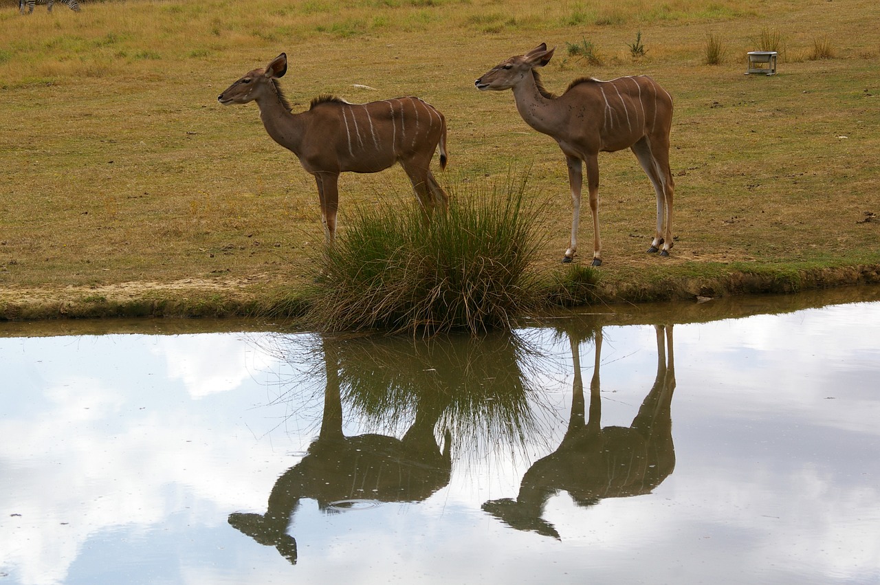 zoo animals tree free photo